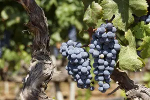 WINOBUSY 2026 - WINOBRANIE