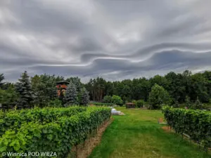 Winobus do Winnicy Pod Wieżą