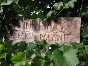 Winobus do Winnicy Na Leśnej Polanie (LCW)